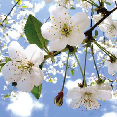 Flowering white